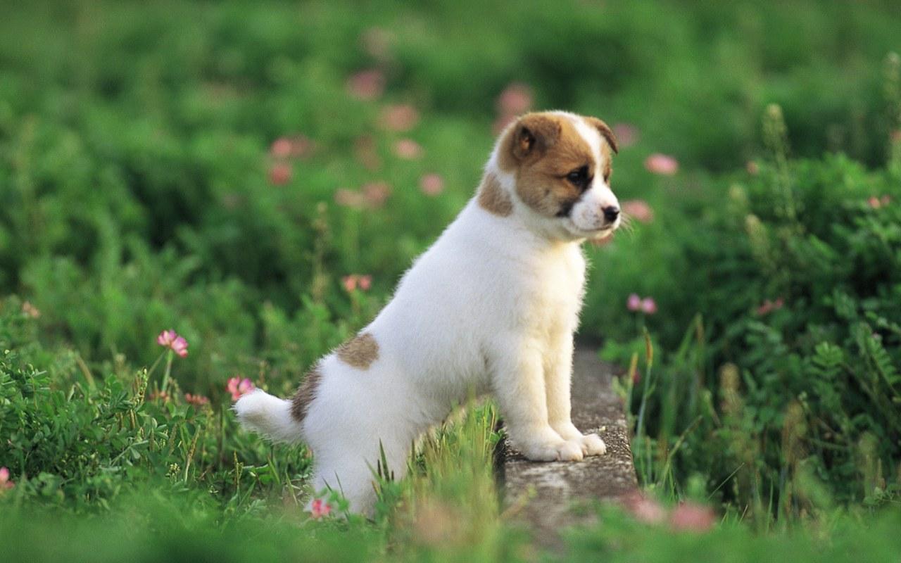 南宮良心辦理犬證地址